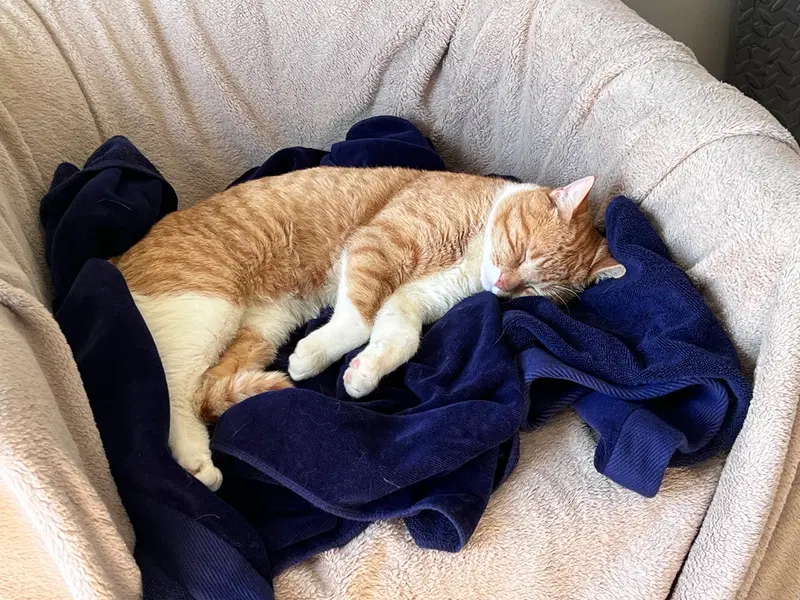 Tiger, photo 3