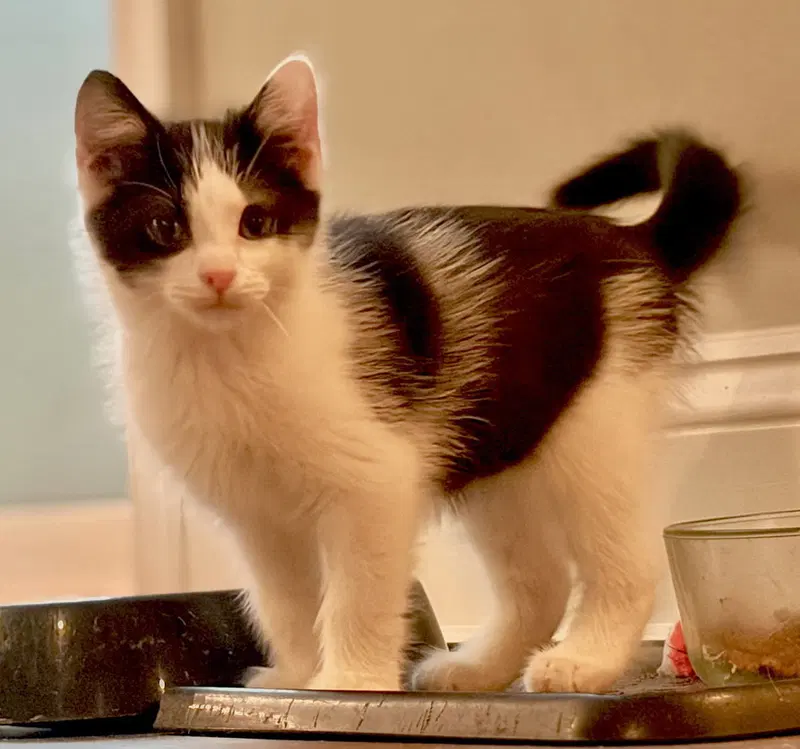 Figaro, photo 3
