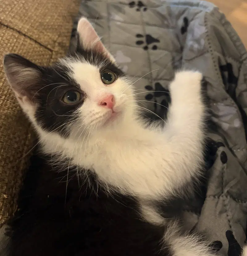 Figaro, photo 2