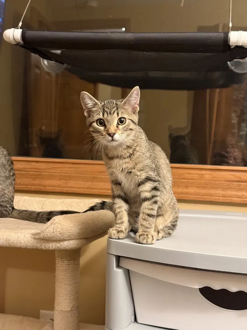 Ethel, a female kitten up for adoption