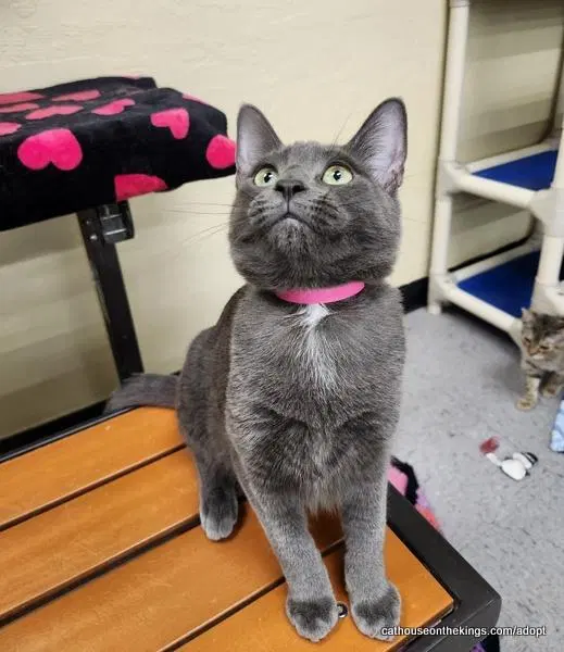Cupcake, a young female Russian Blue cat up for adoption