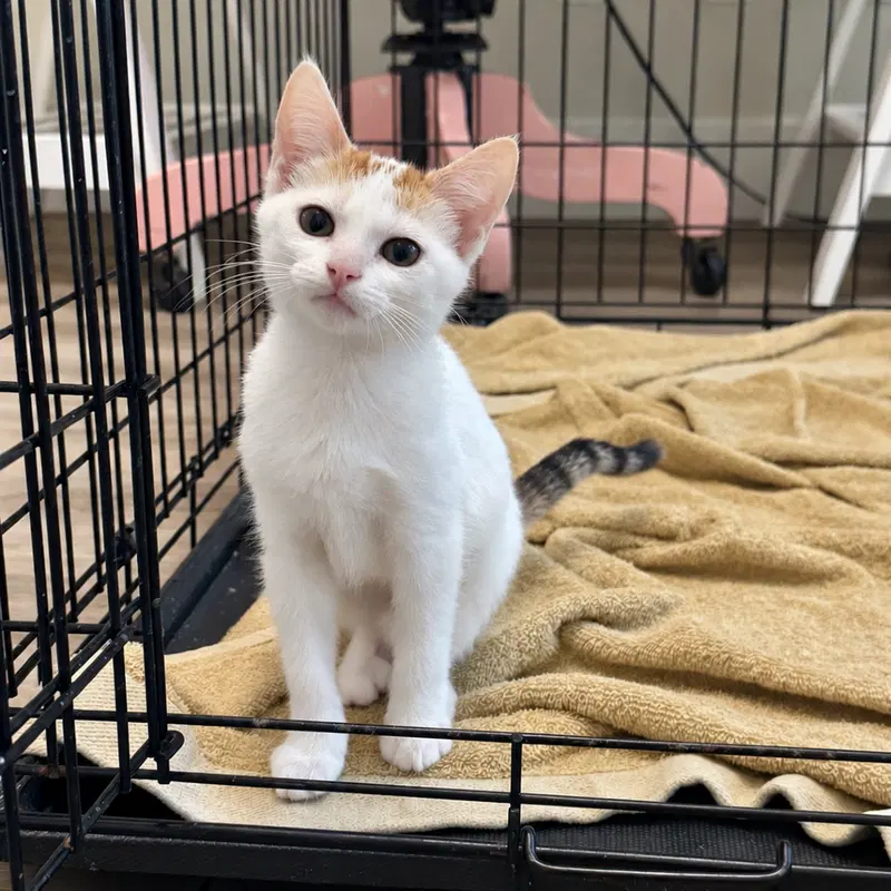 OnCloud, a female kitten up for adoption