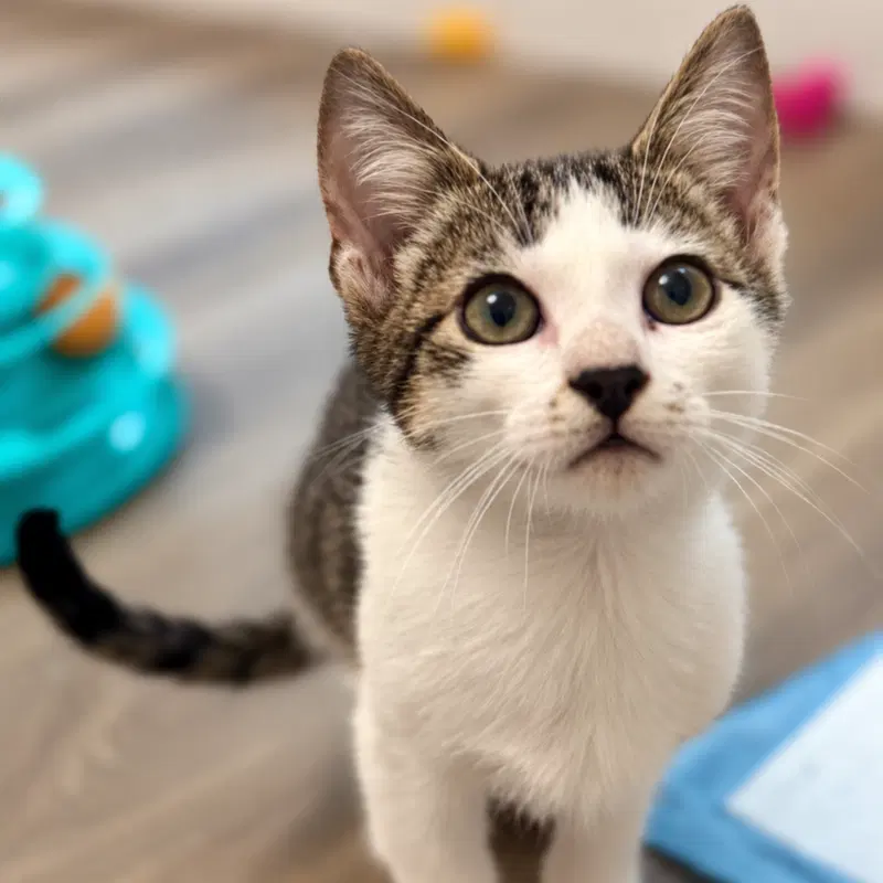 Reebok, a male kitten up for adoption