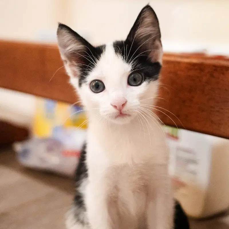 Nike, a male kitten up for adoption