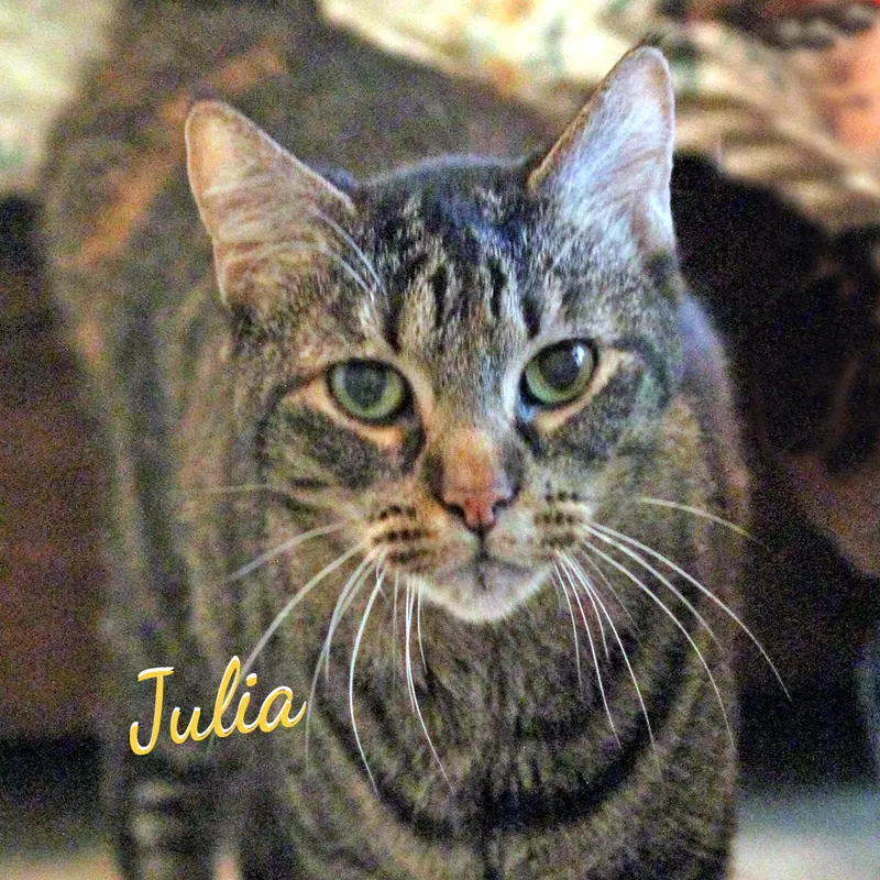 Julia, a senior female Torbie cat up for adoption