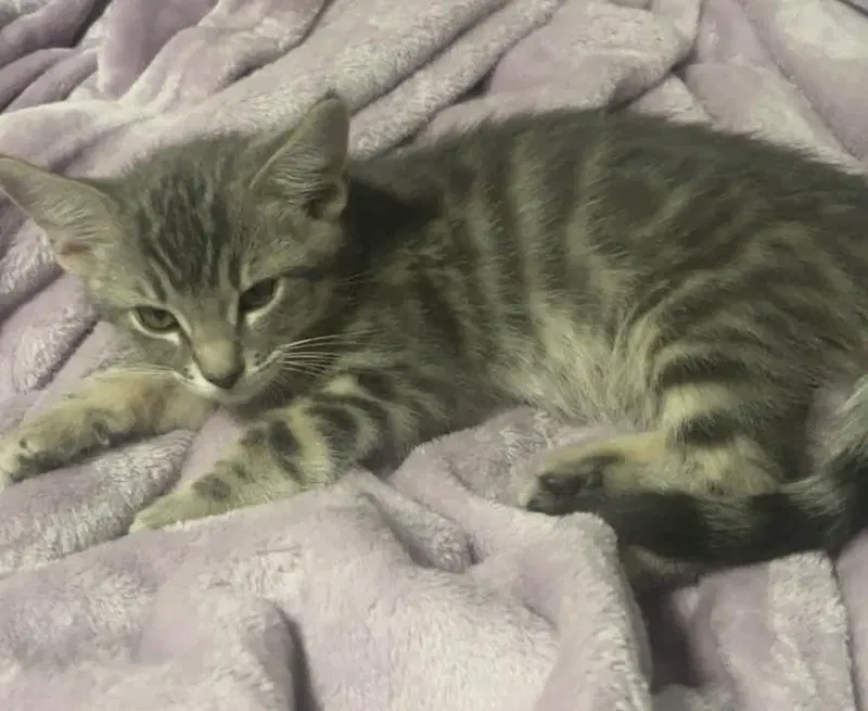 Cheba Naylor Bonded To Blu Naylor, a young male cat up for adoption
