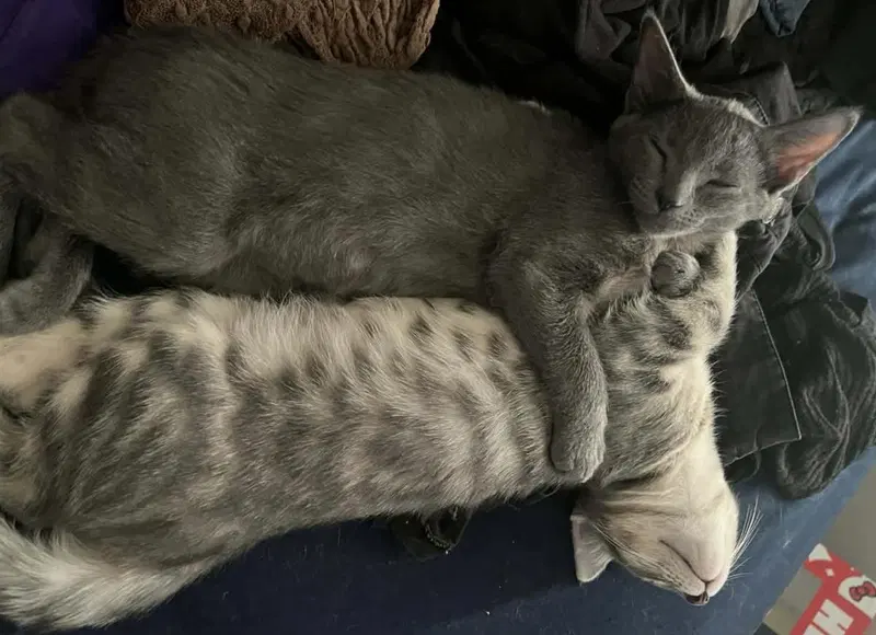 Cheba Naylor Bonded To Blu Naylor, photo 3