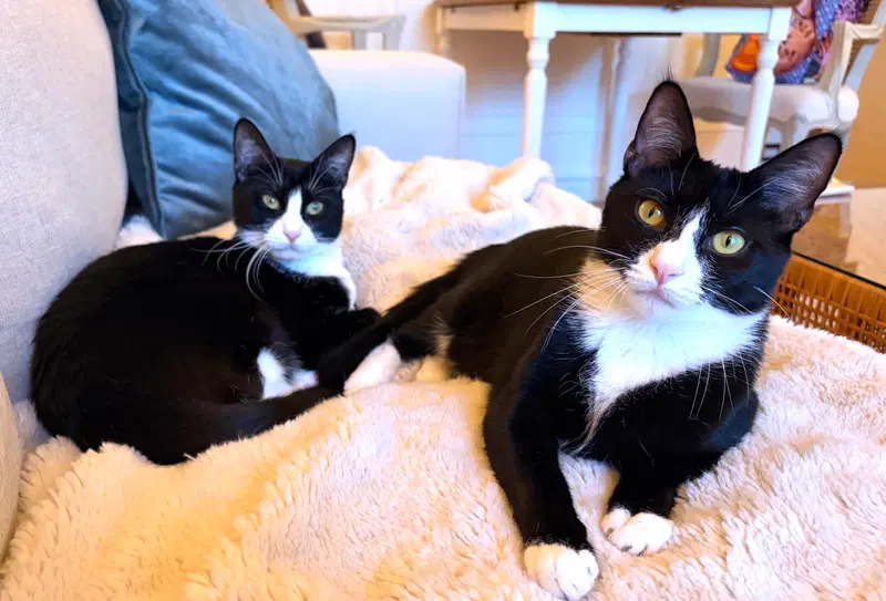 Domino and Pips, young female cats up for adoption