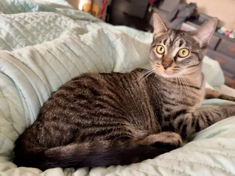 Sandy, a female kitten up for adoption