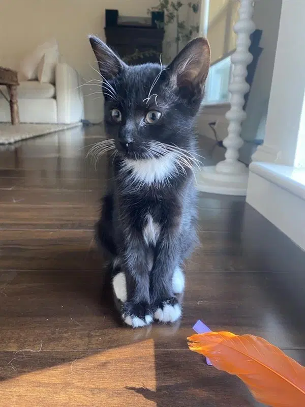 Opie, a male kitten up for adoption