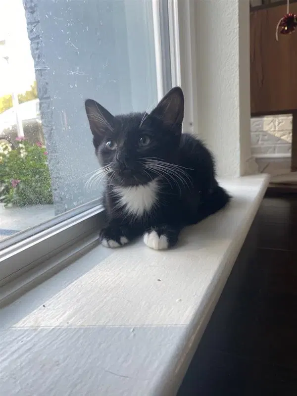Opie, photo 2