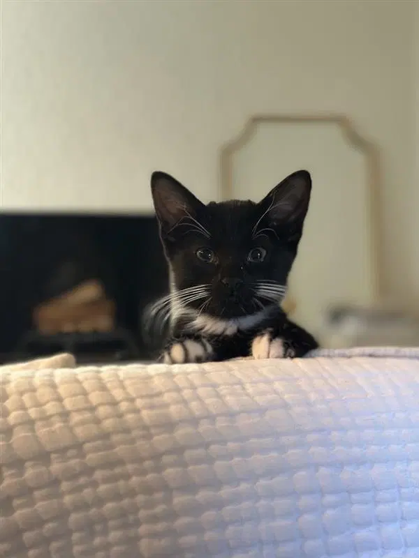 Opie, photo 3