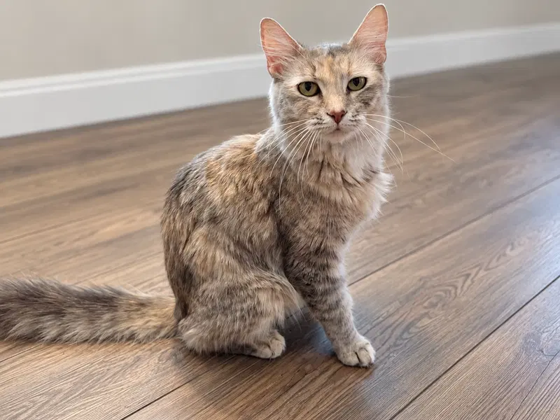 Wynter, a female kitten up for adoption