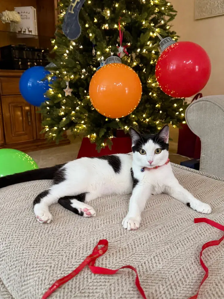 Baguette, a female kitten up for adoption