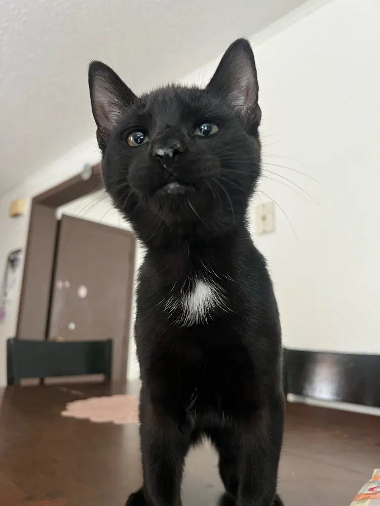 Blacky, a male kitten up for adoption
