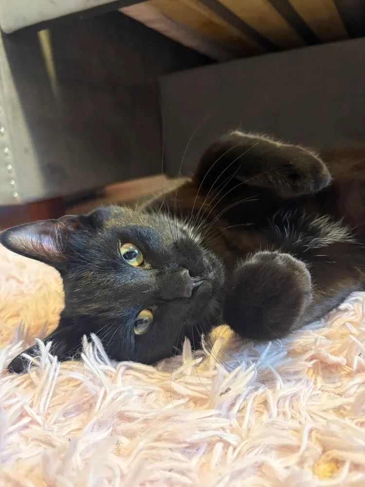 Blacky, photo 2