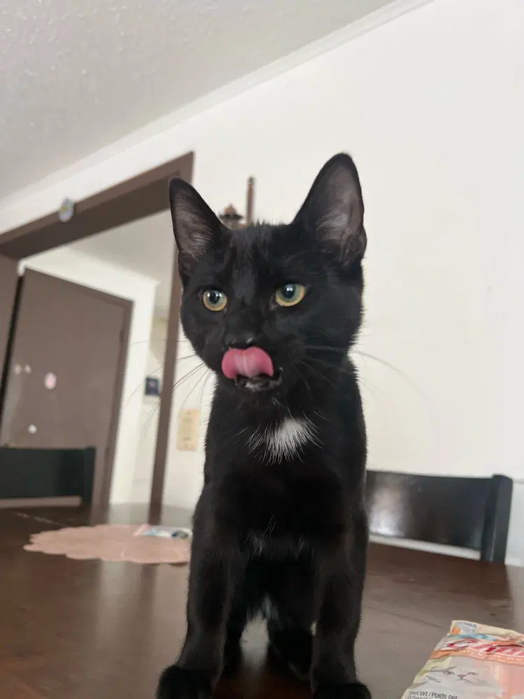 Blacky, photo 3