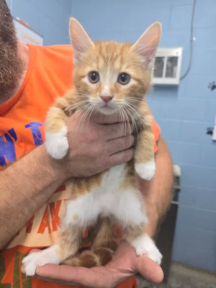 Discovery, a male kitten up for adoption
