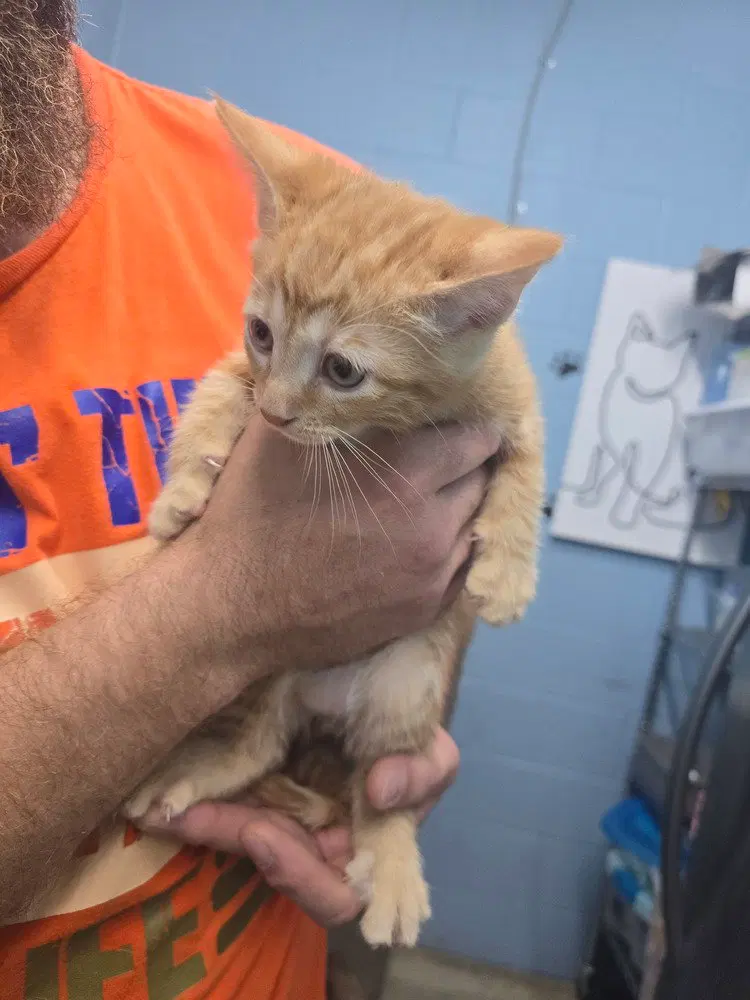 Columbia, a male kitten up for adoption