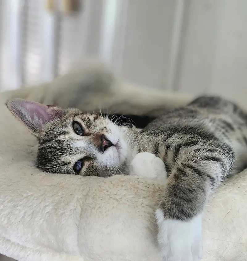 Winnie, a female kitten up for adoption