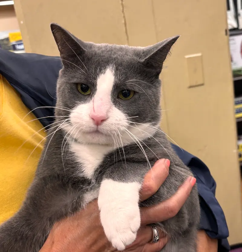 Oliver, a young male cat up for adoption