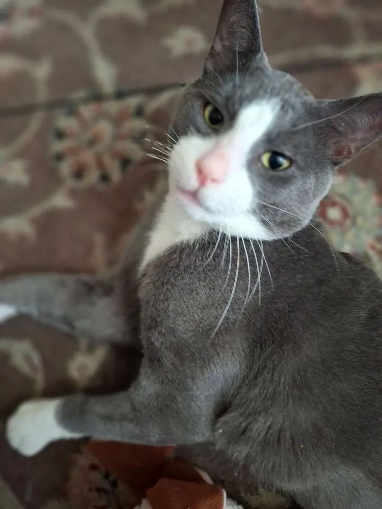Oliver, photo 3