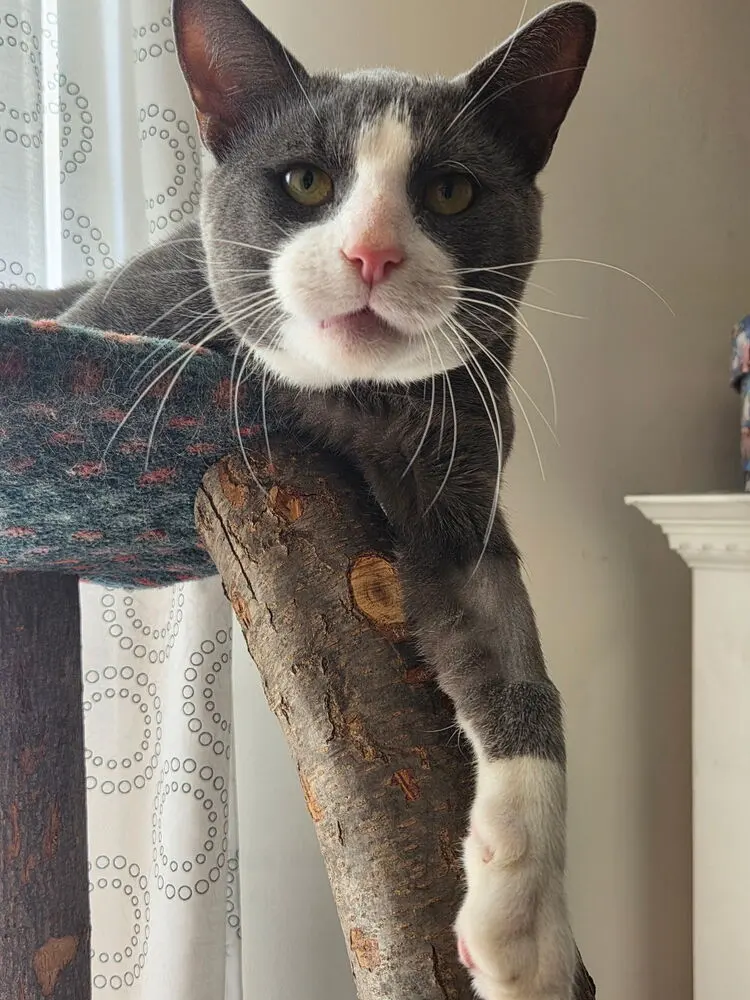 Oliver, photo 4