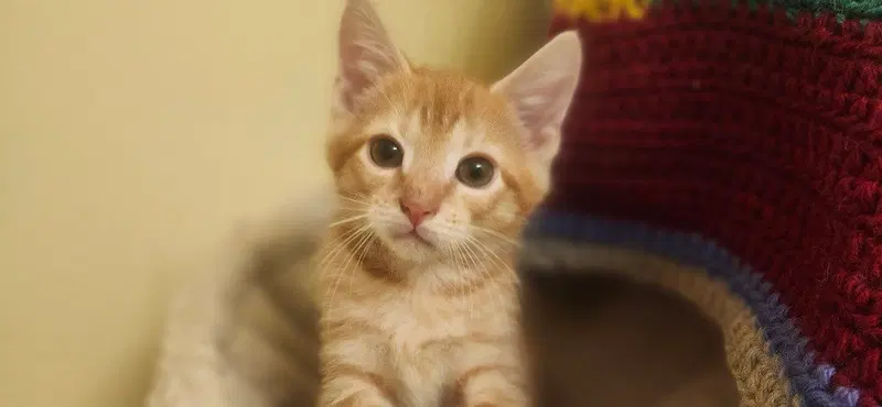 Asic, a male kitten up for adoption