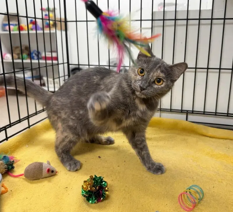 Gigi Deville, an adult female Dilute Tortoiseshell cat up for adoption