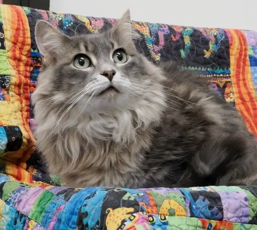 Lilly, an adult female cat up for adoption