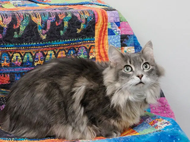 Lilly, photo 2