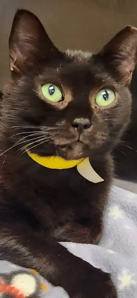 Pepper, an adult female cat up for adoption
