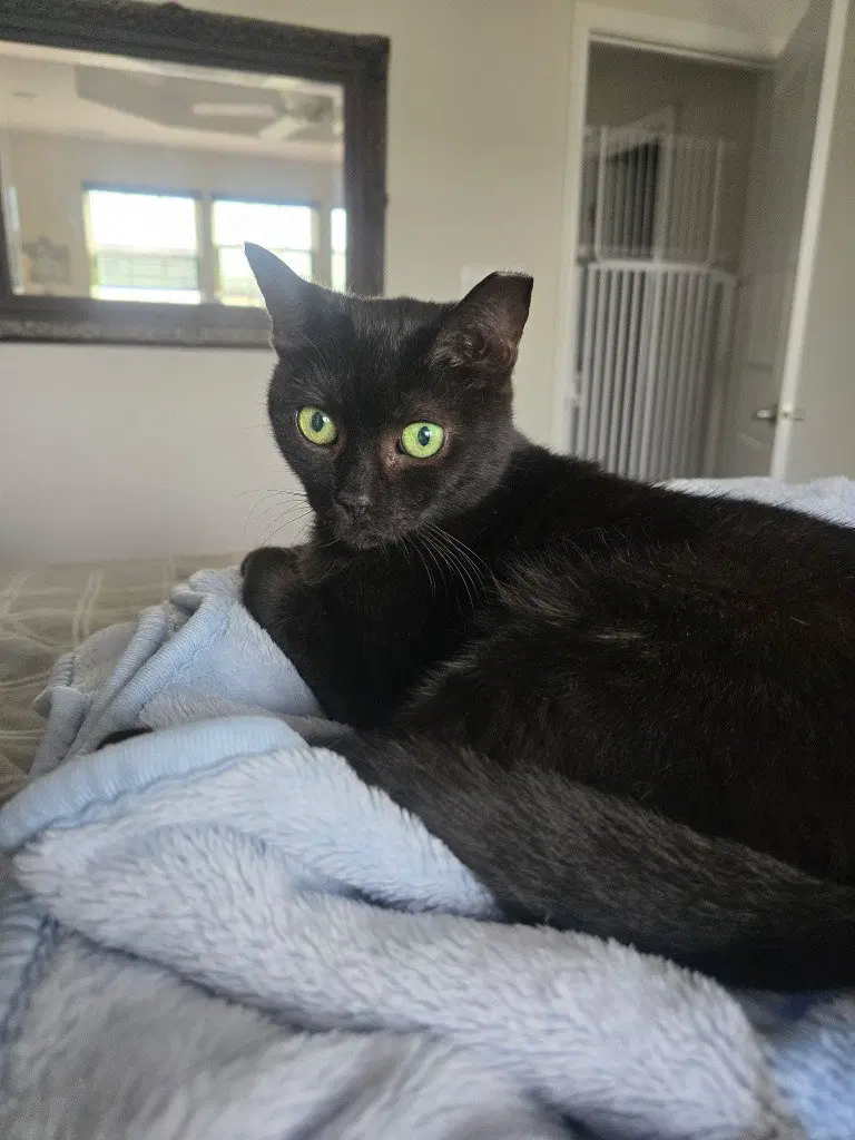Pepper, photo 2