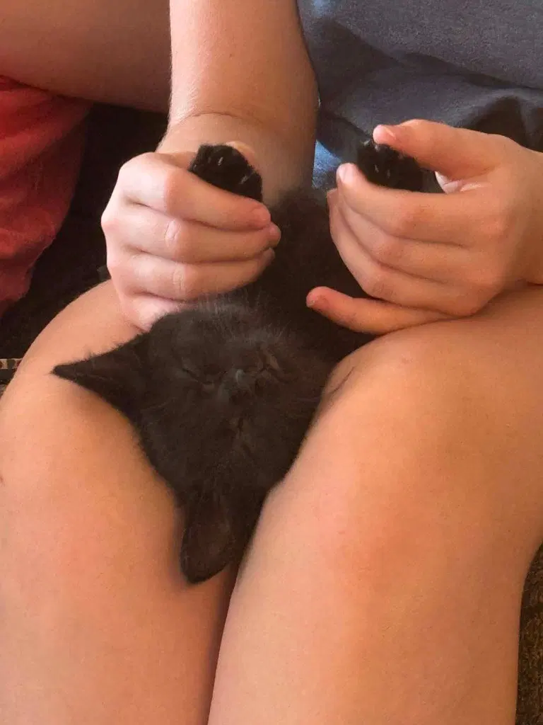 Posh, a young female cat up for adoption