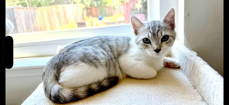 Rose, a female kitten up for adoption