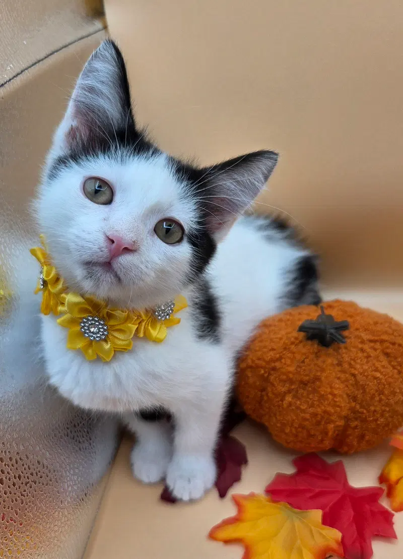 Vanilla, a female kitten up for adoption