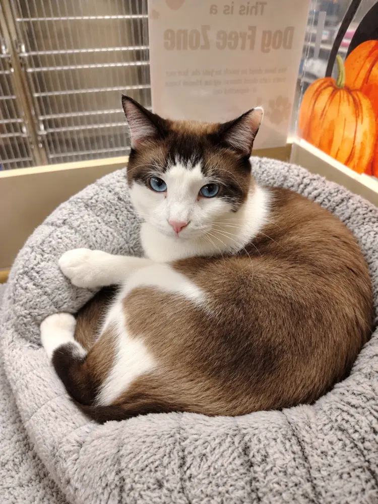 MeiSu, an adult male Snowshoe cat up for adoption
