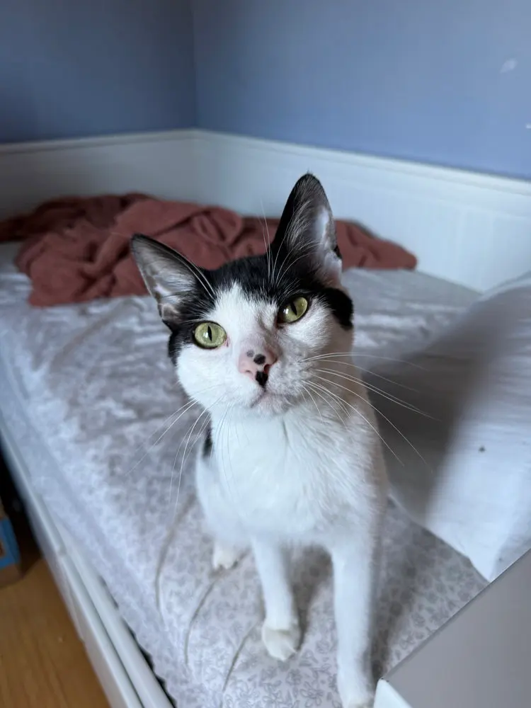 Mira, a young male cat up for adoption