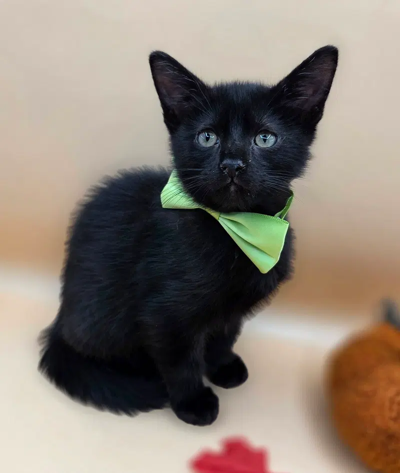 Pepper, a male kitten up for adoption