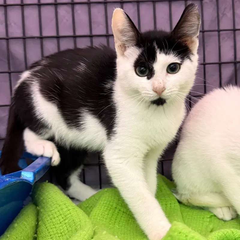 Zephyr, a male kitten up for adoption