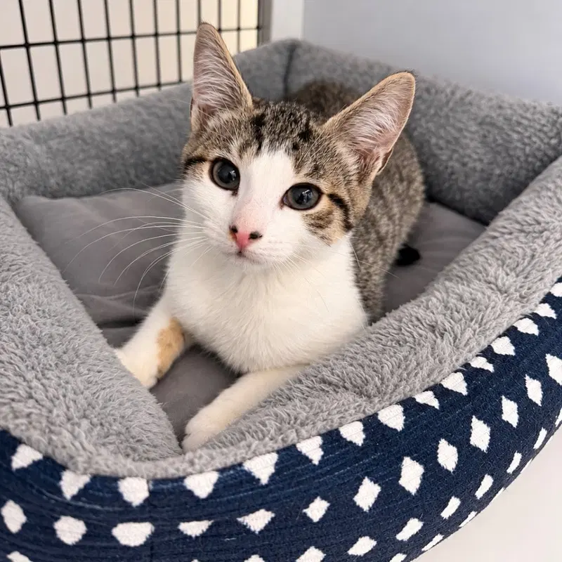 Mistral, a female kitten up for adoption