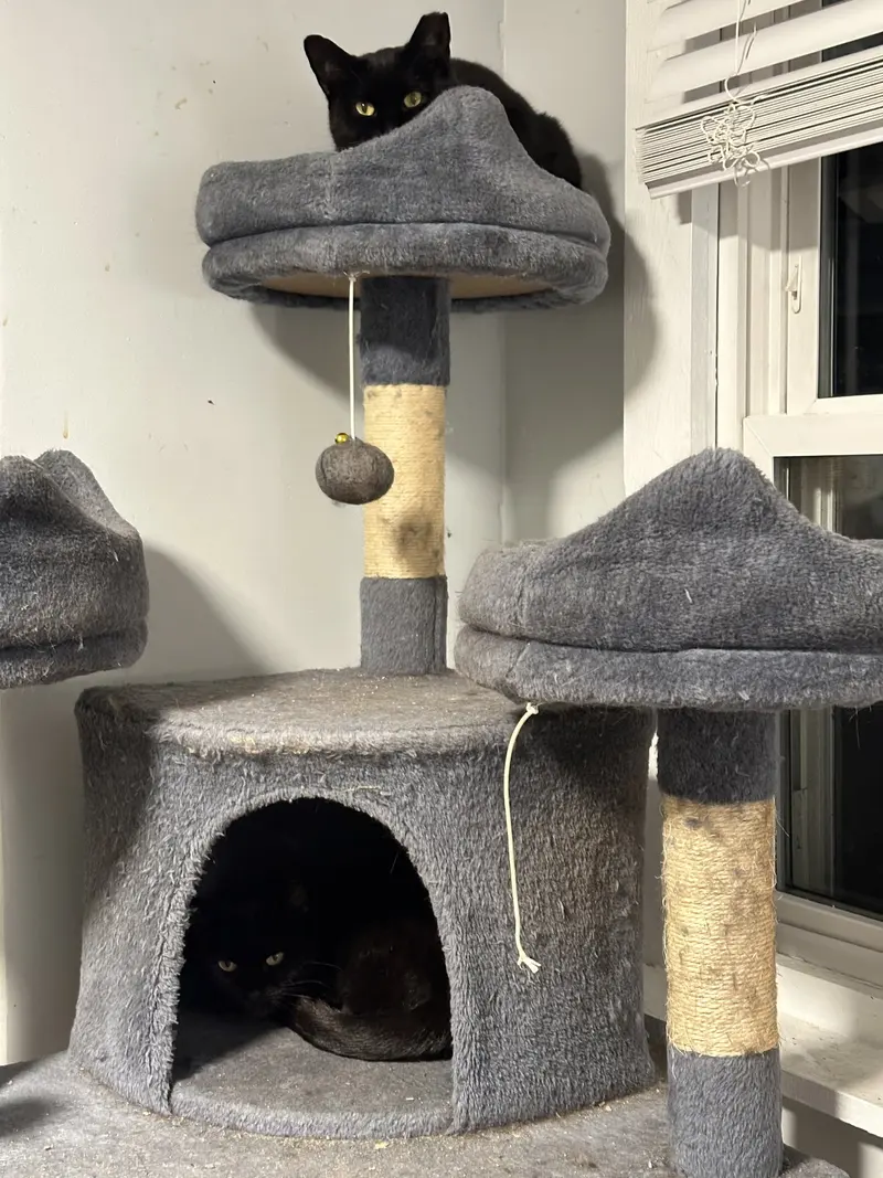 Meenie and Mynie, young female cats up for adoption