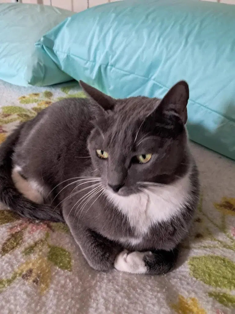 Ruby, an adult female cat up for adoption