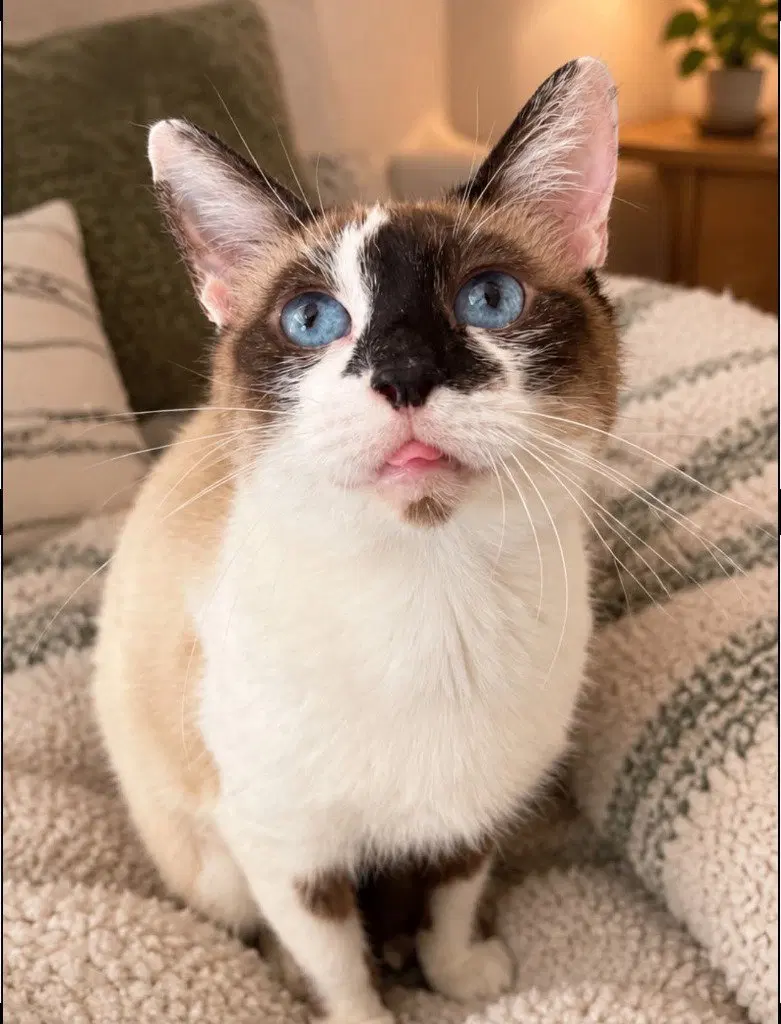 Pegatha, an adult female Siamese cat up for adoption