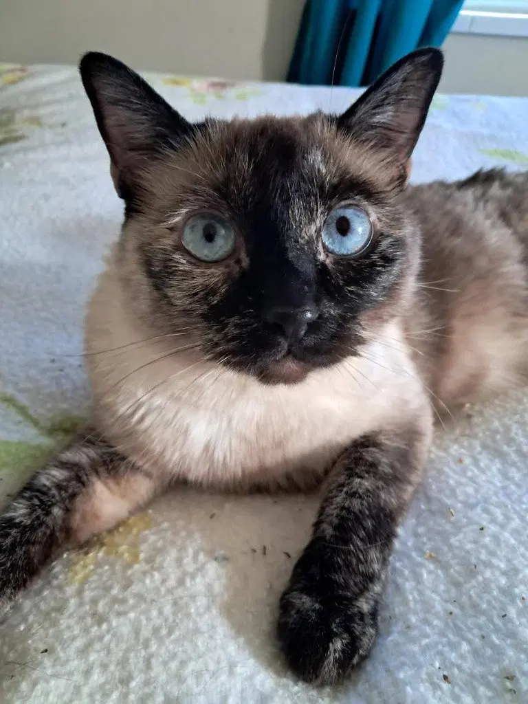 Stella, an adult female cat up for adoption