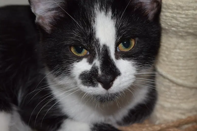 Black Jack, a male kitten up for adoption