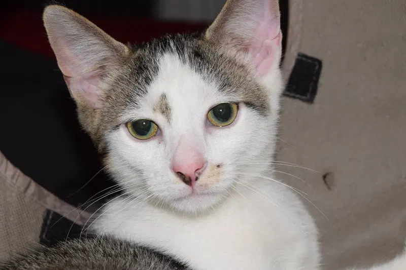 Spade, a male kitten up for adoption