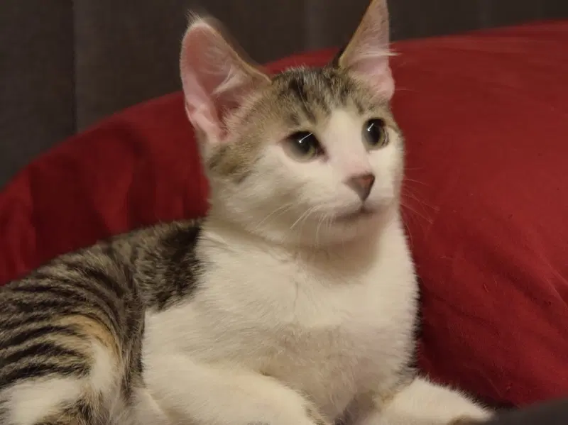 Hearts, a male kitten up for adoption