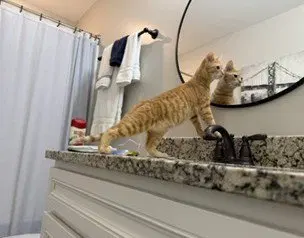 Orange Slice, a male cat up for adoption