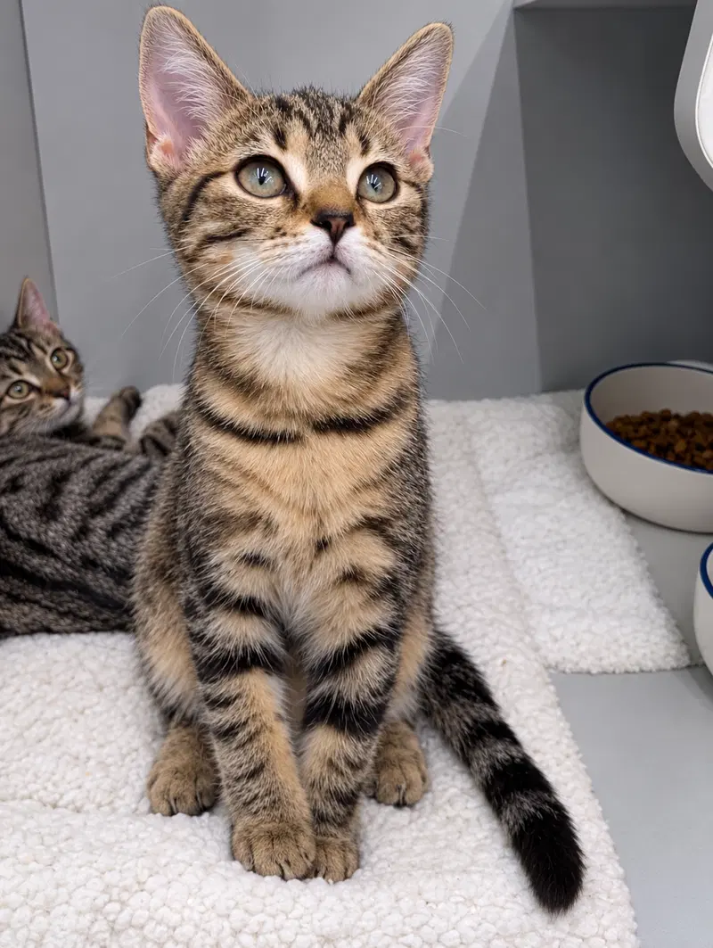 Janet, a female cat up for adoption